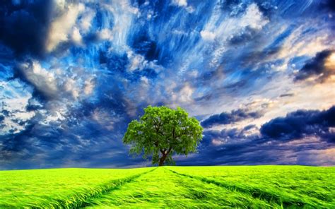 Download Lonely Tree Green Field Cloud Sky Nature Tree Hd Wallpaper