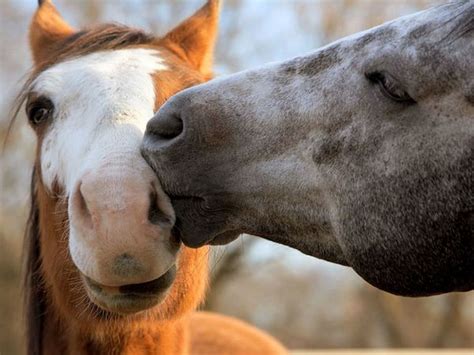 Animal Pictures 17 Adorable Pictures Of Animals Kissing Amazing