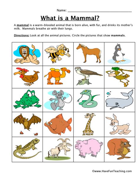 Classification Of Animals Worksheet