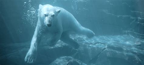 Ten Fascinating Facts About Polar Bears Oceana Canada