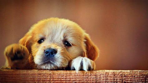 Sad Dogs Wallpapers Top Free Sad Dogs Backgrounds Wallpaperaccess