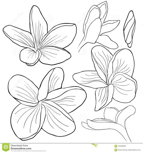Disenos De Flores Flores Hawaianas Para Dibujar Dibujos Para A Colorear