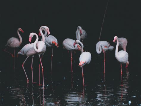 Desktop Wallpaper Flamingo Birds Reflections Pond Hd Image Picture