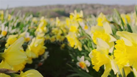 Flowerbed Of Daffodils With Yellow Blooms In A Spring Garden Stock