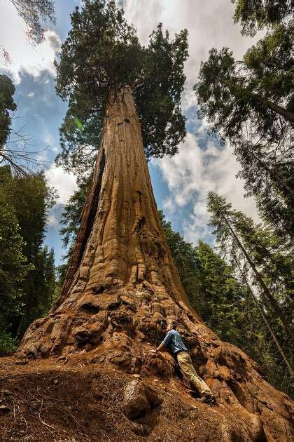 Biggest Private Sequoia Grove To Be Preserved In Deal With Redwoods