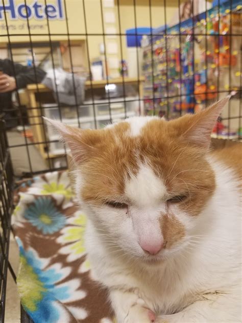 Giving up your cat for adoption. Cats Available For Adoption At Petsmart | King of Pet Hobby