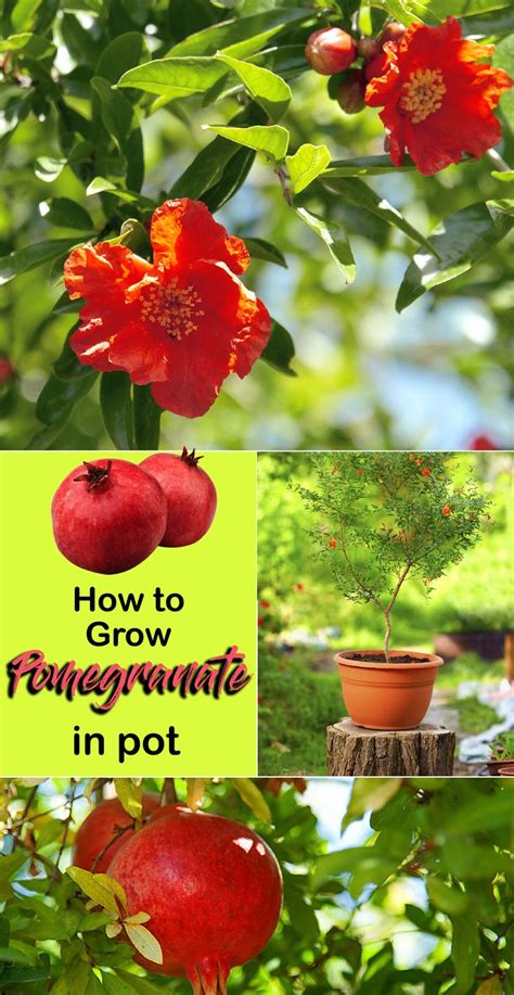How To Grow A Pomegranate Tree In A Container Lashaun Markley