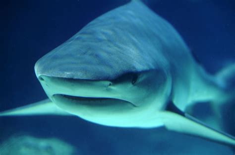 Mexico Azul Top 10 Curiosidades De Tiburones
