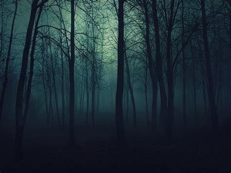 Hd Wallpaper Dark Forest Forest Forest Clearing Nature Wallpaper