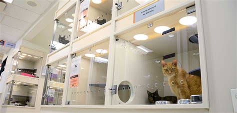 Pet Statistics Shelter Intake And Surrender Aspca