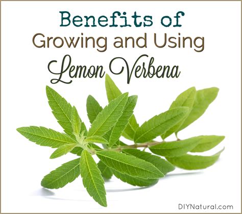 Lemon verbena and lemon balm are two distinct herbs; Images Of Lemon Verbena Alousia Trifolia : Lemon Verbena High Resolution Stock Photography And ...