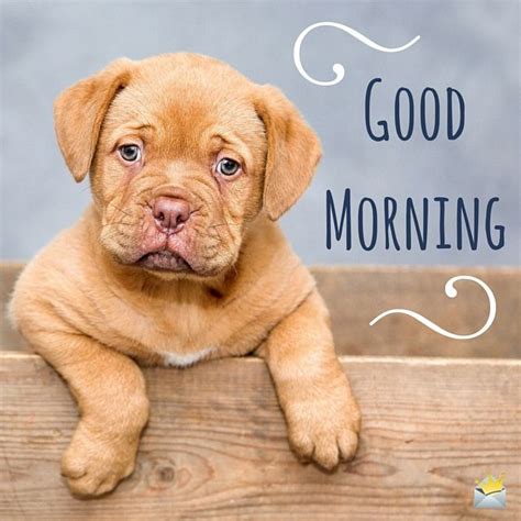 Cute Dog Good Morning Images Wisdom Good Morning Quotes