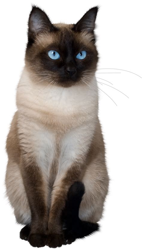 Png گربه چشم آبی Blue Cat Eyes Png دانلود رایگان