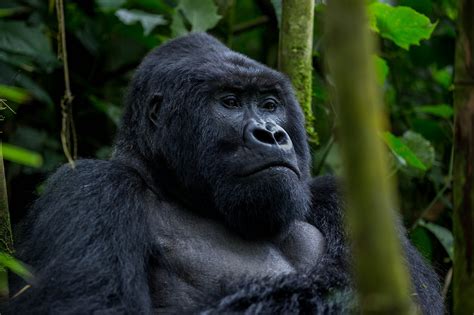 Bwindi Impenetrable Forest National Park Uganda Gorilla Trekking