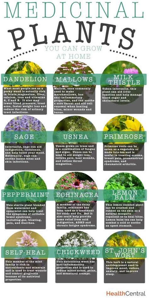 Medicinal Plants You Can Grow At Home Infographic Diet And Exercise