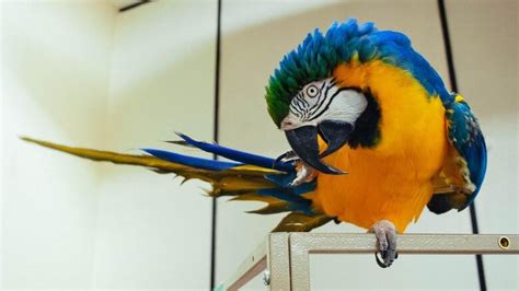 Stratford Woman Ticketed For Driving With A Parrot On Her Shoulder