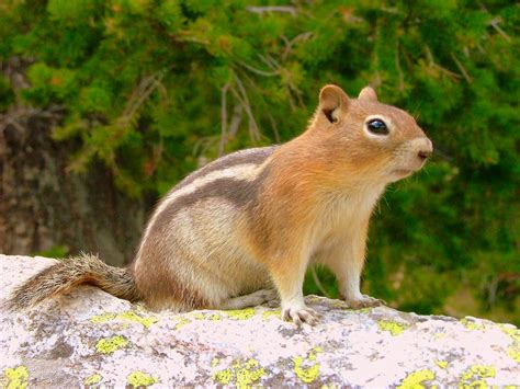Grand Teton National Park Golden Mantled Ground Squirrel Photos