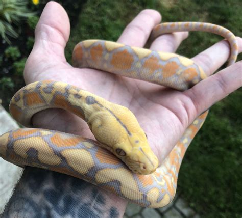 01 Purple Albino Reticulated Python Reticulated Python Small Pets