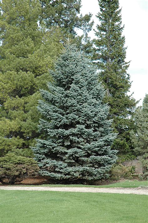 The colorado spruce tree (picea pungens) is a very common evergreen tree in minnesota. Mission Blue Colorado Spruce (Picea pungens 'Mission Blue ...