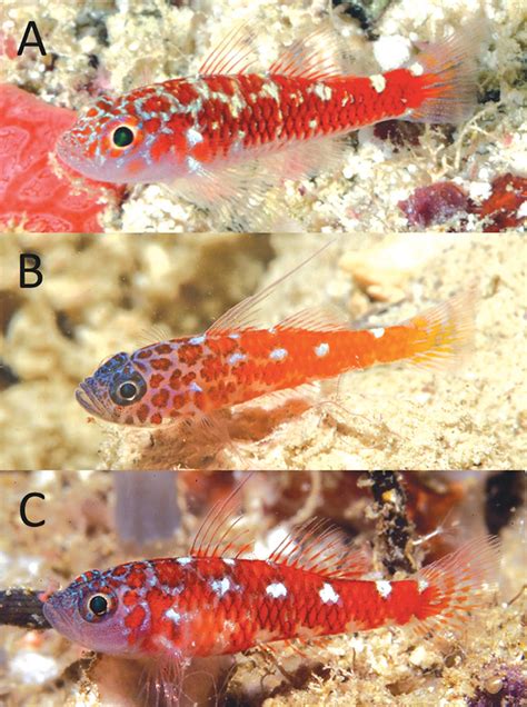 Trimma Christianeae A New Species Of Pygmy Goby From