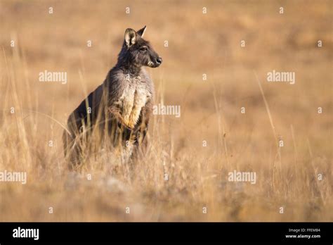 Male Common Wallaroo Macropus Robustus Nsw Australia Stock Photo