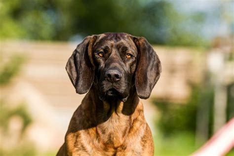 Hanoverian Scenthound Dog Breed Info Pictures Facts Hepper