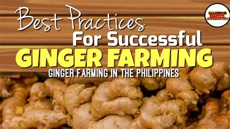 Best Practices For Successful Ginger Farming Ginger Farming In The
