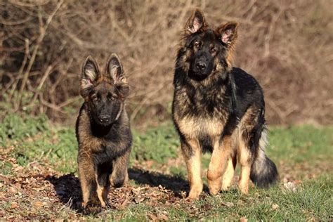 Ddr German Shepherd Everything About The East Gsd And Faqs
