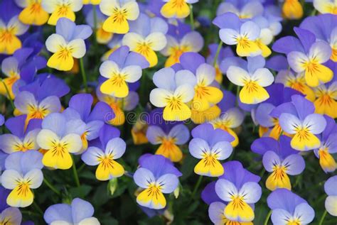 Yellow And Blue Flower Pansies Closeup Of Colorful Pansy Flower Stock
