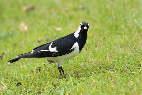 What To Do In Bird Swooping Season Centennial Parklands