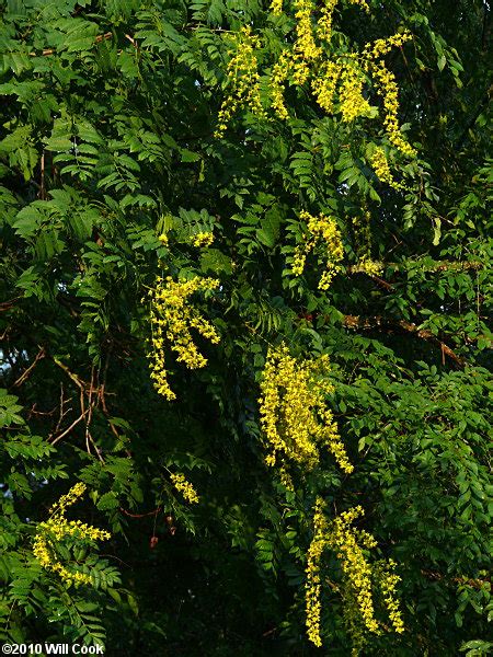 Oct 20, 2012 · azaleas, rhododendrons, blueberries and conifers thrive best in acid soils (ph 5.0 to 5.5). Golden Rain Tree (Koelreuteria paniculata)
