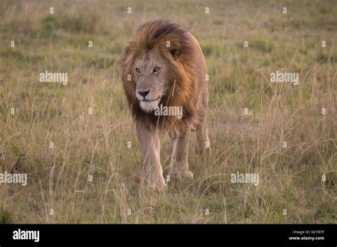 Full Mane Hi Res Stock Photography And Images Alamy