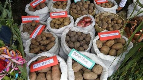Hipótesis en economía, desarrollo y recursos de la nueva potencia. Bolivia (Sacaba): Primer lugar en producción de papa ...