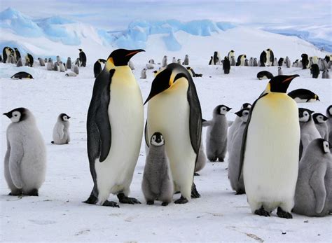 La isla de los pingüinos Literatura Topo Express El Viejo Topo