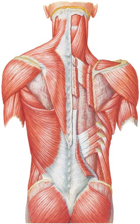 Extrinsic Back Muscles Diagram Quizlet