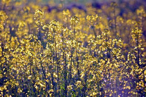Green Mustard Plants With Their Flowers Stock Photo Image Of Branches