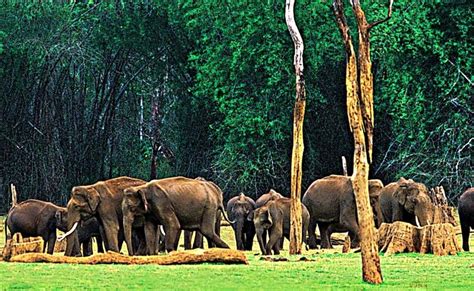 You can go through each of this link to find out what kerala offers. 25 Popular Wildlife Sanctuaries In Kerala