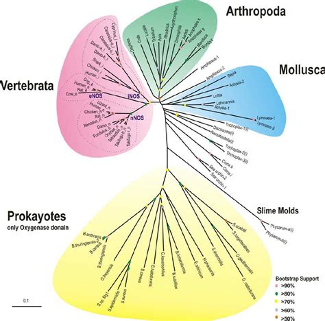 Phylogeny Of All Known Noss Eukaryotes And Prokaryotes Download