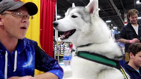 Visit our website event calendar and save the date! Husky Tries to Start a Howl | Novi Pet Expo Day 3 - YouTube