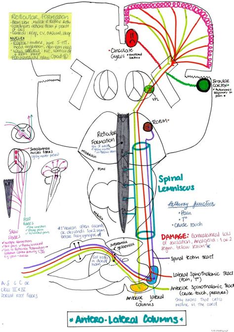 Antero Lateral Column Spinal Leminiscus Pathway Medical School