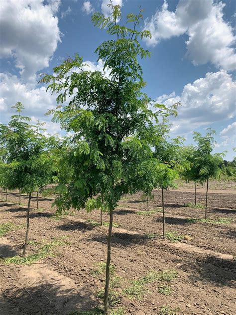 Gleditsia Tri Inermis Shademaster Honeylocust Honeylocust