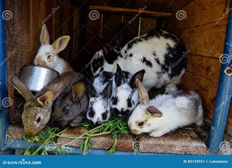Many Young Sweet Bunnies In A Shed A Group Of Small Colorful Rabbits