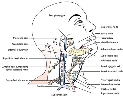 Back Of Neck Anatomy Lymph Anatomy Of Neck And Regional Lymph Nodes Maxilofacial