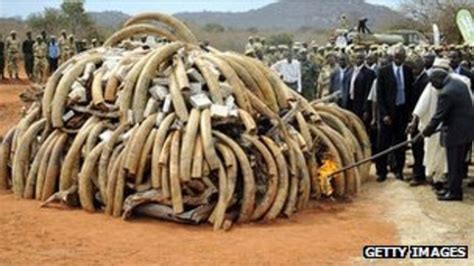 Elephant Poaching Record Year For Ivory Seizures Bbc News