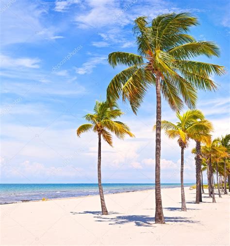 Miami Florida Palm Trees On The Beach — Stock Photo © Fotozapad 83818874