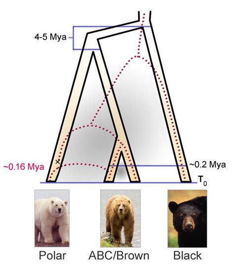 Polar Bear Evolution Tracked Climate Change