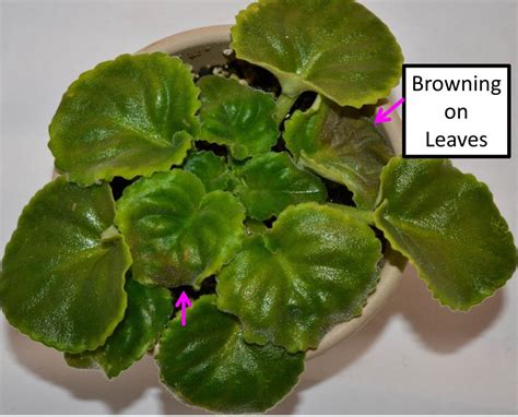 Healthy african violet plants suddenly have leaves turning yellow, and in another pot leaves are wilting and look redish. Brown Leaves on African Violet Plants - Baby Violets