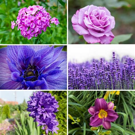 37 Purple Perennial Flowers You Plant Once And Enjoy Forever