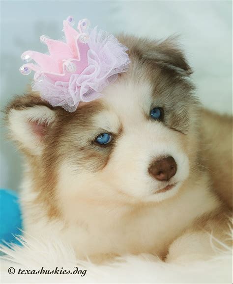Dog breeds profiles and guides of purebred dog breeds. Photo shoot Siberian husky puppy #siberianhusky # ...