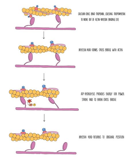 Muscle Contraction Aqa — The Science Hive